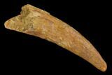 Fossil Pterosaur (Siroccopteryx) Tooth - Morocco #127704-1
